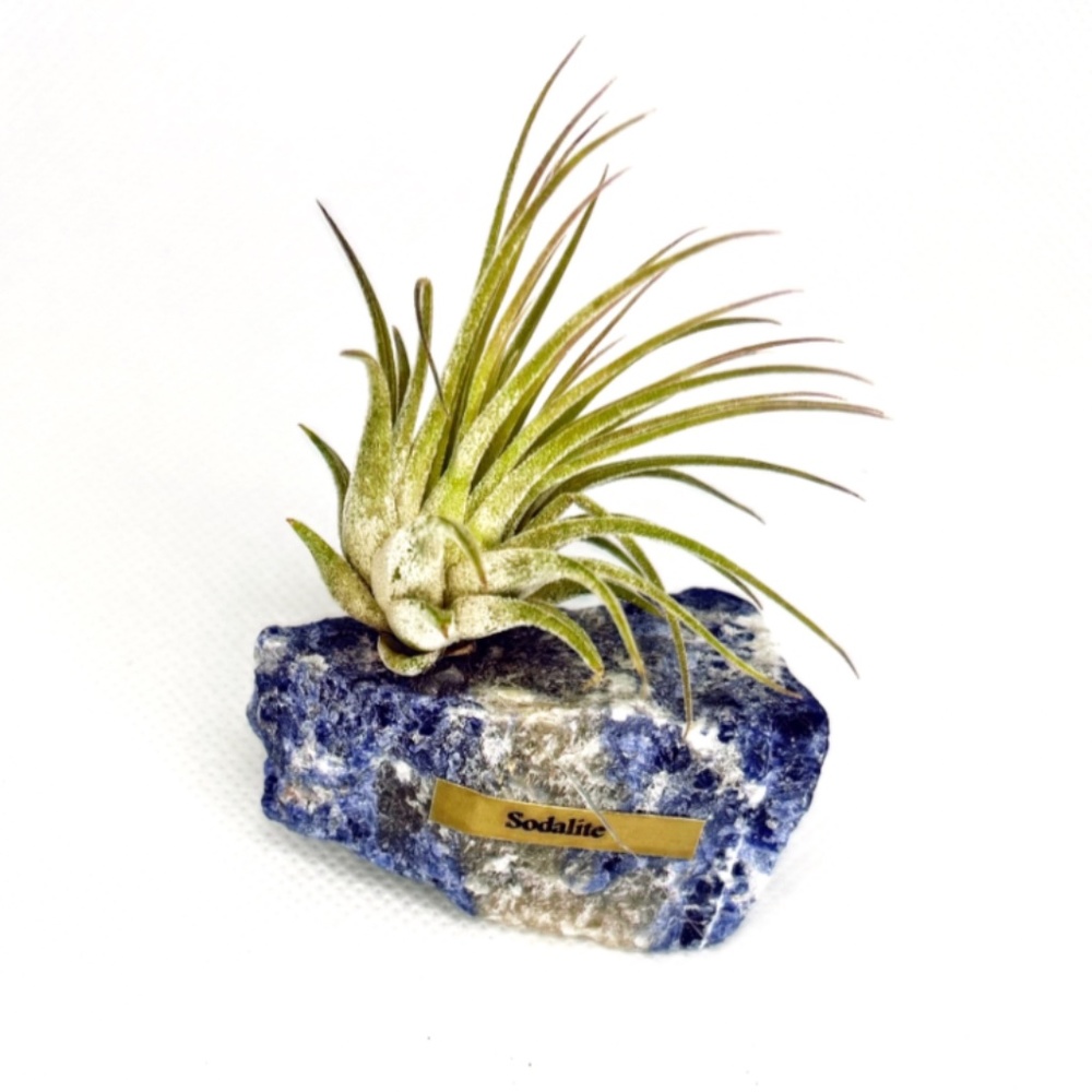 Sodalite Crystal & Air Plant